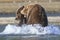 Two brown bear boars fighting