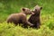 Two brown bear cubs play fighting in the forest