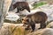 Two brown bear cubs at Skansen open air museum