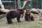 Two brown bears are in captivity