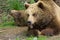 Two brown bears close-up