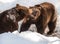 Two brown bears fighting in the snow in winter - National Park Bavarian Forest