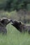 Two brown bears playing