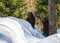 Two brown bears in the snow in winter - National Park Bavarian Forest
