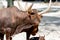 Two brown big horned Watusi with young one