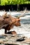 Two brown big horned Watusi with young one