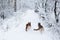 Two brown and black german shepherds having fun in winter park. Dogs with red collars, running away in snow in forest during