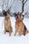 Two brown and black german shepherds having fun in winter park. Dogs with red collars, sitting in snow. looking at their master in