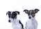 Two brown, black and white Jack Russell Terrier posing in a studio, headshot, isolated on a white background, copy space