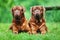 Two brown bordeaux mastiffs