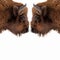 Two brown bull or bison heads with brown horns opposite each other before a fight on the New York Wall Street Stock Exchange on a