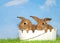 Two brown bunnies in a white easter basket