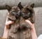 Two brown burmese kittens lie in female hands