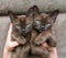 Two brown burmese kittens lie in female hands