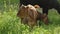 Two brown calves chew grass against the background of a black cow. The concept of agriculture