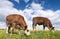 Two brown calves graze in grassy meadow with yellow flowers under blue sky