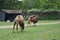 Two brown camels walking around in zoo