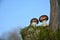 Two brown champignons mushrooms Agaricaceae on green Moss