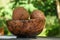 Two brown coconuts in the wooden plate on the table