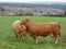 Two brown cows in field