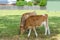 Two brown cows grazing on a fenced pasture near some residential houses