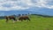 Two brown cows grazing on meadow in mountains. Cattle on a pasture. Agriculture concept