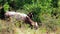 Two brown cows grazing on mountain meadow hill at sunny day