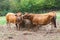 Two brown cows near the haystack on the farm