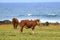 Two brown cows relaxing at the waterfront grass field of Pacific ocean on Easter island, Chile, South America