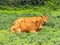 Two Brown Cows sitting in a green Field