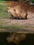 Two brown cute capybaras together and their reflection in the lake