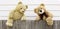 Two brown cute naughty teddy bear climbing