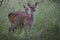 Two brown deers with spots  in the forest at Killarney National Park.