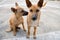 Two brown dog sitting standing carefulness together