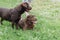 Two brown dogs on green grass. A male and female chocolate Labra