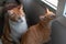 Two brown domestic cats try to open the window.