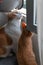 Two brown domestic cats try to open the window. vertical composition