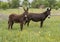 Two brown donkeys in Ennis, Texas