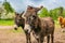 Two brown donkeys in Spring meadow in Czech republic