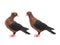 Two brown dove