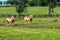 Two brown draft horses on farm land