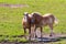 Two brown draft horses on farm land