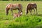 Two brown draft horses and a miniature horse on farm land