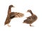 Two brown duck with flowing wings