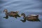 Two brown Ducks in calm lake