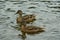 Two brown ducks or quacks swim across a calm lake. Moving in one direction