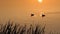 Two Brown Ducks Swim in a Beautiful Lake at Sunset in Slow Motion