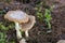 Two brown fly agaric on ground. Pair of growing amanitas. Poison mushrooms concept. Autumn harvest.