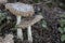 Two brown fly agaric on ground. Pair of growing amanitas. Poison mushrooms concept. Autumn harvest.