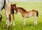 Two brown foals graze in the pasture. In the summer day